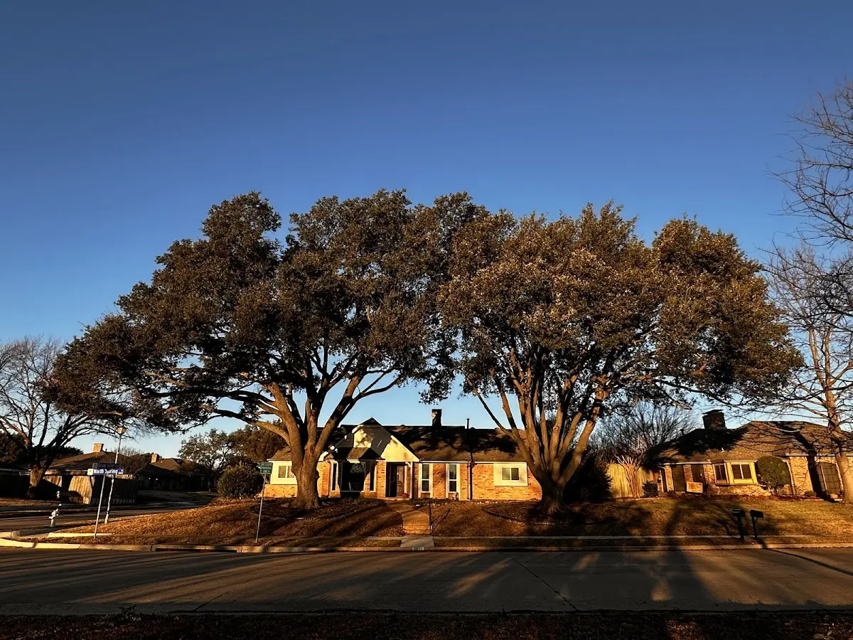 Established residential canopy tree shading a home in Indianola